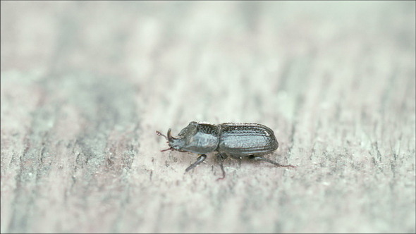 A Beetle Crawling so Fast