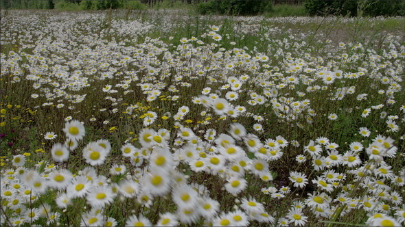 Lots Of Daisies Waving with the Wind