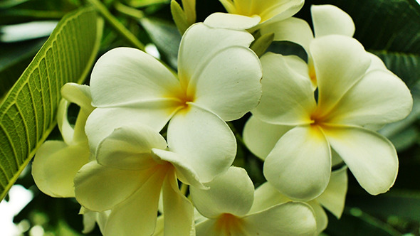 Plumeria Flower02