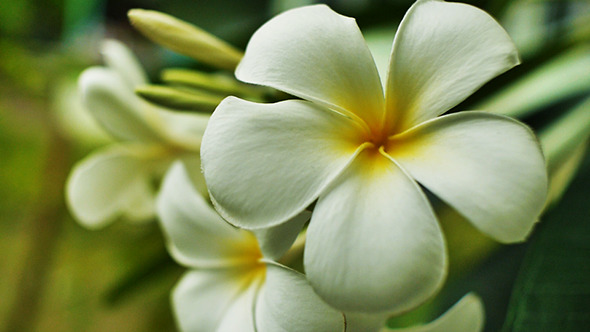 Plumeria Flower01