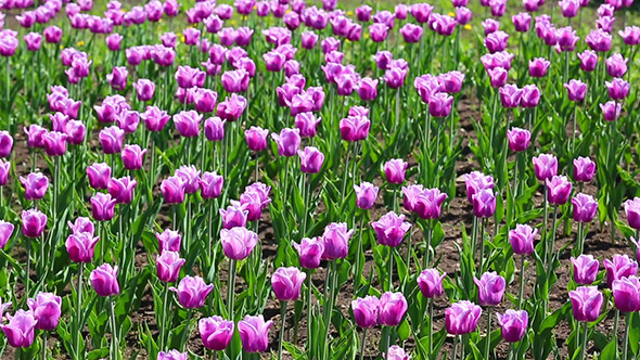 Purple With White Border Tulips