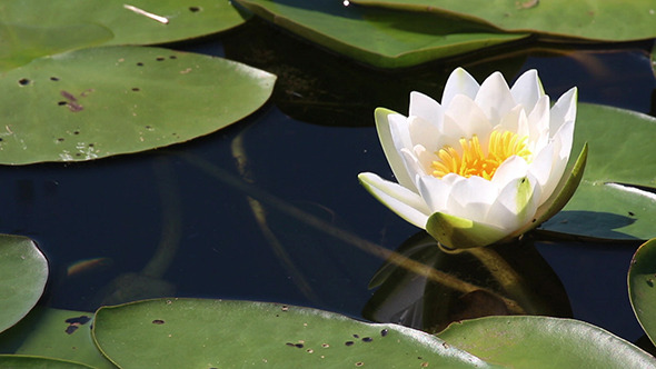 Water-Lily Flowers And Leaves