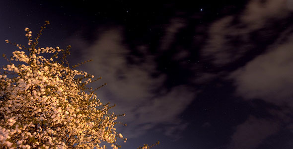 Starry Night With A Shadow Of A Tree In Foreground