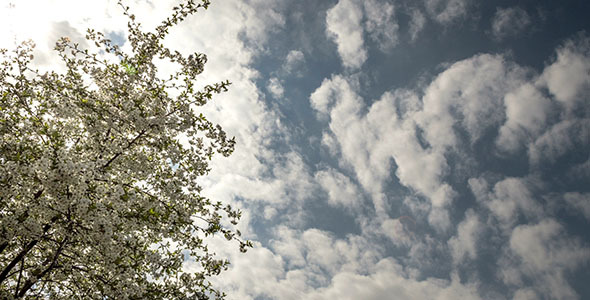 Flowering Cherry In Spring On A Cloudy Day