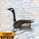 Goose - VideoHive Item for Sale