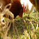 Chickens Eat 2 - VideoHive Item for Sale