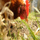 Chickens Eat 3 - VideoHive Item for Sale