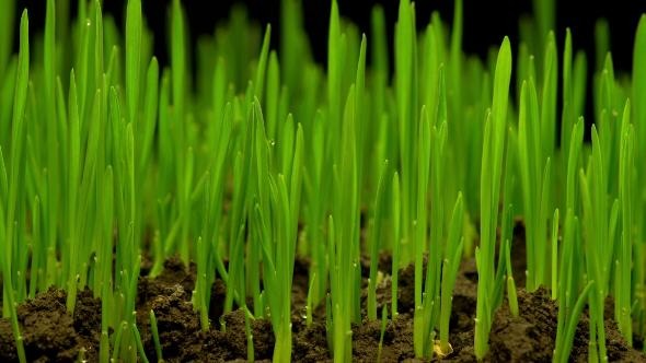 Growth of Fresh New Green Grass