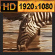 Zebra Group at Waterhole - VideoHive Item for Sale