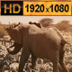 Elephant and a Group of Zebra at Waterhole - VideoHive Item for Sale