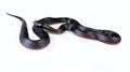 red bellied black snake - PhotoDune Item for Sale