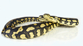 Jungle carpet python 13 - PhotoDune Item for Sale