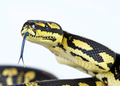 jungle carpet python - PhotoDune Item for Sale