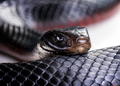 red bellied black snake - PhotoDune Item for Sale