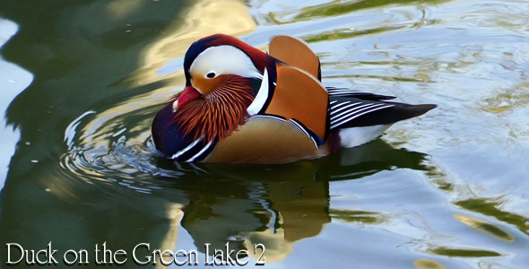 Duck on the Green Lake 2