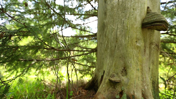 Conifer And Mushroom