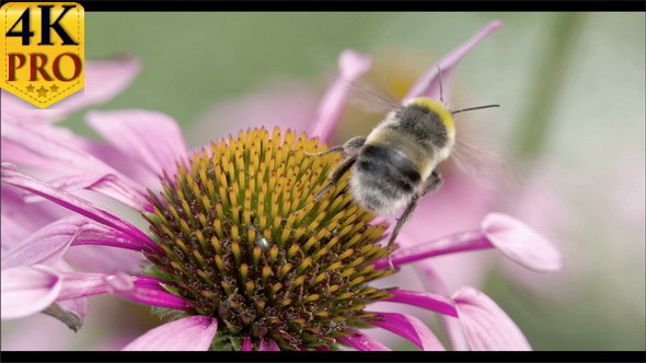 A Bee on the Top of the Coneflower