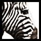 Zebra Fight - VideoHive Item for Sale