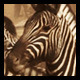 Group of Zebra and Antelope - VideoHive Item for Sale