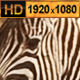 Zebra and Antelope Group at Waterhole - VideoHive Item for Sale