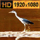 Bird in the Water - VideoHive Item for Sale