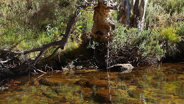 Light Reflecting Off River Onto Trees