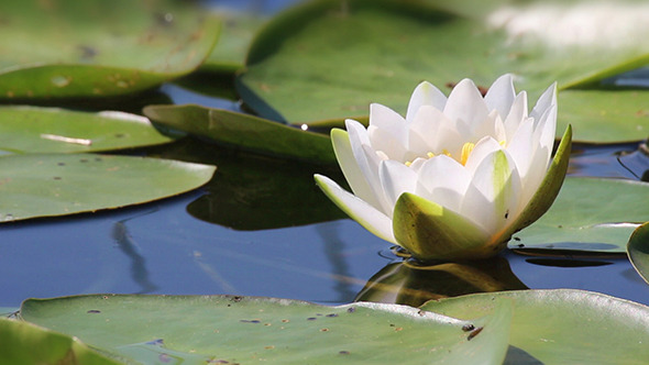 Water-Lily Flowers And Leaves