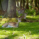 Deers Lying in Grass in Spring Time - VideoHive Item for Sale