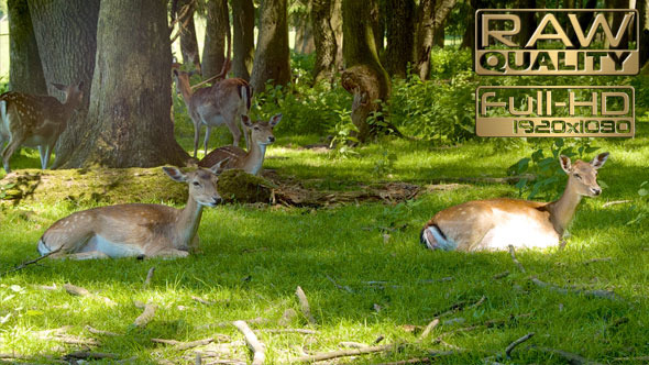 Deers Lying in Grass in Spring Time