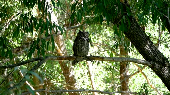 A great horned owl perched and sleeping on a branch in a dense forest