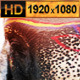 Asian Elephant in Nepal - VideoHive Item for Sale