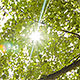 Sun Light is Breaking Through Leaves - VideoHive Item for Sale