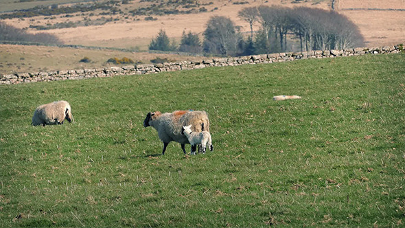 Sheep With New Lamb In Field