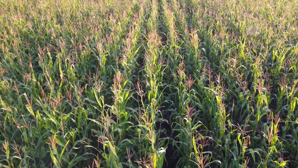 Corn field, flight over the cream of corn stalks, excellent growth