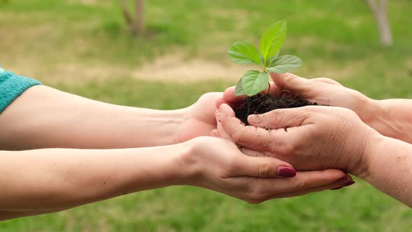 Closeup of an Elderly Woman's Hands Passing an Apple Tree to Her Daughter