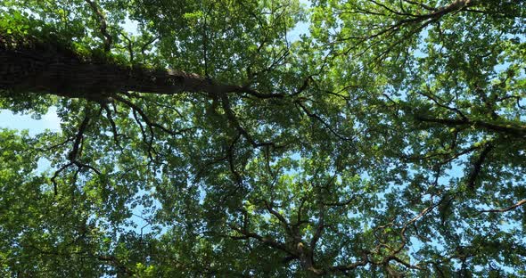 Forest of oaks, Loiret, France
