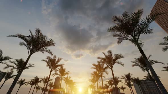 Driving Through Palm Trees