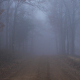 Scary Foggy Forest Road - VideoHive Item for Sale