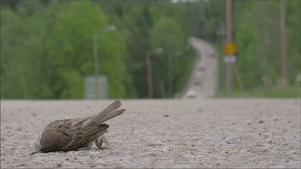 A Dead Sparrow on the Road