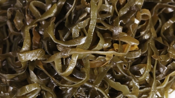 Kelp Salad