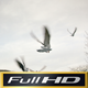 Pigeons Flying Away - VideoHive Item for Sale