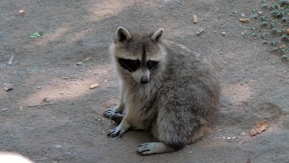 Raccoon Sitting on Ground at Open Zoo