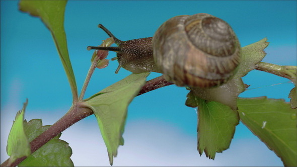 The Slug Eating Some Leaf