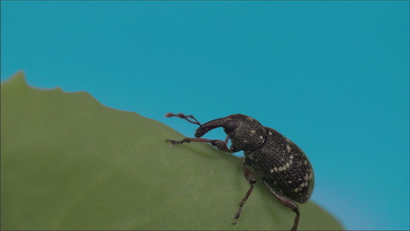The Black Beetle on the Leaf