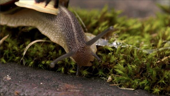 The Snail Eating Some Grass