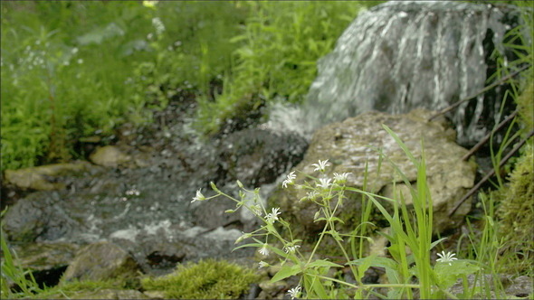 A Stellaria Flower Near the Lake