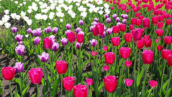 Field Of Blooming Different Color Tulips