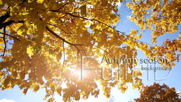 Autumn Tree in Sun Beams