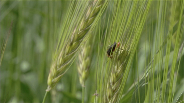 A Fly or Pest Sticking on the Green Barley Plant