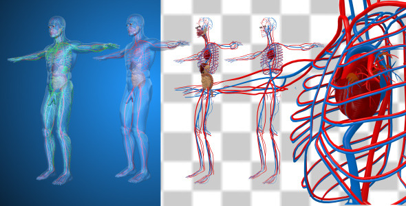 Circulatory System